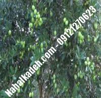 قیمت خرید نهال زیتون در کمال‌شهر | ۰۹۱۲۰۴۶۰۳۲۷