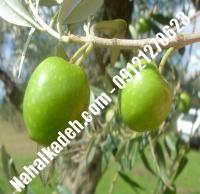 قیمت خرید نهال زیتون در کهک| ۰۹۱۲۰۴۶۰۳۲۷