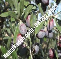 قیمت خرید نهال زیتون در کوهدشت | ۰۹۱۲۰۴۶۰۳۲۷