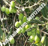 قیمت خرید نهال زیتون در گیلان | ۰۹۱۲۰۴۶۰۳۲۷