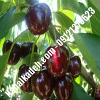 قیمت خرید نهال گیلاس در آبدانان | 09120460327