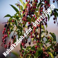 قیمت خرید نهال گیلاس در ابهر | 09120460327