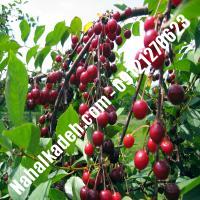 قیمت خرید نهال گیلاس در اردبیل | 09120460327