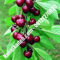 قیمت خرید نهال گیلاس در اسلامشهر | 09120460327