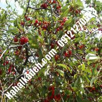 قیمت خرید نهال گیلاس در اصفهان| 09120460327