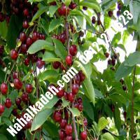 قیمت خرید نهال گیلاس در البرز | 09120460327