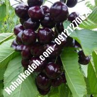 قیمت خرید نهال گیلاس در اهر | 09120460327