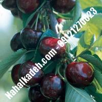 قیمت خرید نهال گیلاس در ایوان| 09120460327