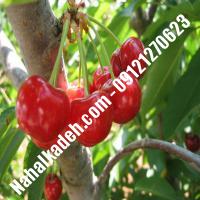 قیمت خرید نهال گیلاس در برازجان | 09120460327