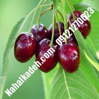 قیمت خرید نهال گیلاس در بندر گناوه | 09120460327