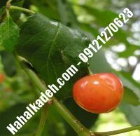 قیمت خرید نهال گیلاس در بوشهر | ۰۹۱۲۰۴۶۰۳۲۷