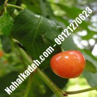 قیمت خرید نهال گیلاس در بوشهر | 09120460327