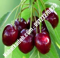 قیمت خرید نهال گیلاس در بوکان| ۰۹۱۲۰۴۶۰۳۲۷