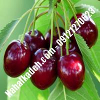 قیمت خرید نهال گیلاس در بوکان| 09120460327