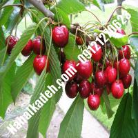 قیمت خرید نهال گیلاس در تربت حیدریه| 09120460327