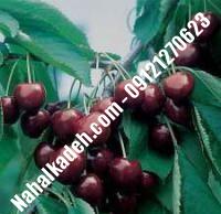 قیمت خرید نهال گیلاس در خرمدره| ۰۹۱۲۰۴۶۰۳۲۷