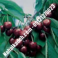 قیمت خرید نهال گیلاس در خرمدره| 09120460327