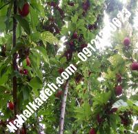 قیمت خرید نهال گیلاس در خلخال | ۰۹۱۲۰۴۶۰۳۲۷