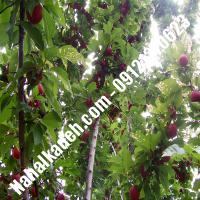 قیمت خرید نهال گیلاس در خلخال | 09120460327