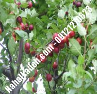 قیمت خرید نهال گیلاس در خمینی‌شهر | ۰۹۱۲۰۴۶۰۳۲۷