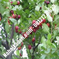 قیمت خرید نهال گیلاس در خمینی‌شهر | 09120460327