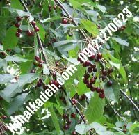 قیمت خرید نهال گیلاس در خوی | ۰۹۱۲۰۴۶۰۳۲۷