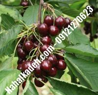 قیمت خرید نهال گیلاس در دهلران | ۰۹۱۲۰۴۶۰۳۲۷