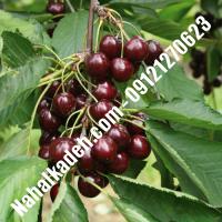 قیمت خرید نهال گیلاس در دهلران | 09120460327