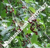 قیمت خرید نهال گیلاس در سبزوار | ۰۹۱۲۰۴۶۰۳۲۷