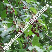 قیمت خرید نهال گیلاس در سبزوار | 09120460327