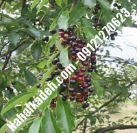 قیمت خرید نهال گیلاس در سمیرم | ۰۹۱۲۰۴۶۰۳۲۷