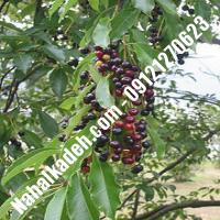 قیمت خرید نهال گیلاس در سمیرم | 09120460327