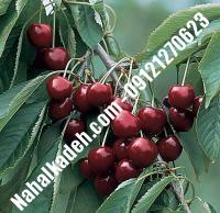 قیمت خرید نهال گیلاس در شهریار | ۰۹۱۲۰۴۶۰۳۲۷