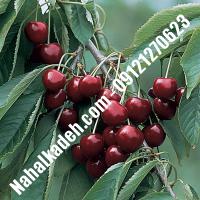 قیمت خرید نهال گیلاس در شهریار | 09120460327