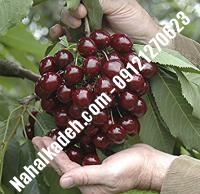 قیمت خرید نهال گیلاس در طبس | ۰۹۱۲۰۴۶۰۳۲۷