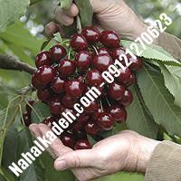 قیمت خرید نهال گیلاس در طبس | 09120460327