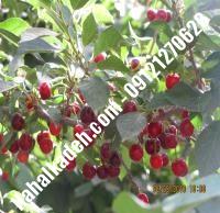 قیمت خرید نهال گیلاس در فرخ‌شهر | ۰۹۱۲۰۴۶۰۳۲۷