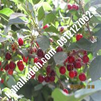 قیمت خرید نهال گیلاس در فرخ‌شهر | 09120460327