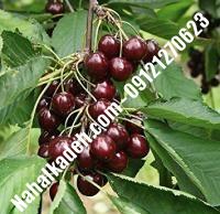 قیمت خرید نهال گیلاس در فردوس | ۰۹۱۲۰۴۶۰۳۲۷