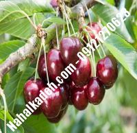 قیمت خرید نهال گیلاس در قائن | ۰۹۱۲۰۴۶۰۳۲۷