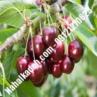 قیمت خرید نهال گیلاس در قائن | 09120460327