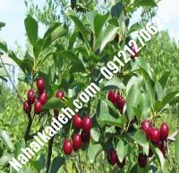 قیمت خرید نهال گیلاس در قوچان| ۰۹۱۲۰۴۶۰۳۲۷