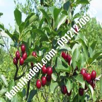 قیمت خرید نهال گیلاس در قوچان| 09120460327