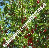 قیمت خرید نهال گیلاس در قیدار | ۰۹۱۲۰۴۶۰۳۲۷