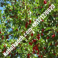 قیمت خرید نهال گیلاس در قیدار | 09120460327