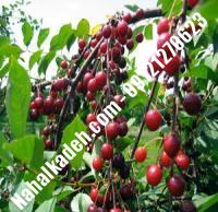 قیمت خرید نهال گیلاس در لردگان | ۰۹۱۲۰۴۶۰۳۲۷