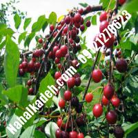 قیمت خرید نهال گیلاس در لردگان | 09120460327