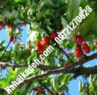 قیمت خرید نهال گیلاس در محمدشهر | ۰۹۱۲۰۴۶۰۳۲۷