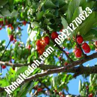 قیمت خرید نهال گیلاس در محمدشهر | 09120460327