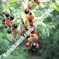 قیمت خرید نهال گیلاس در مراغه | 09120460327